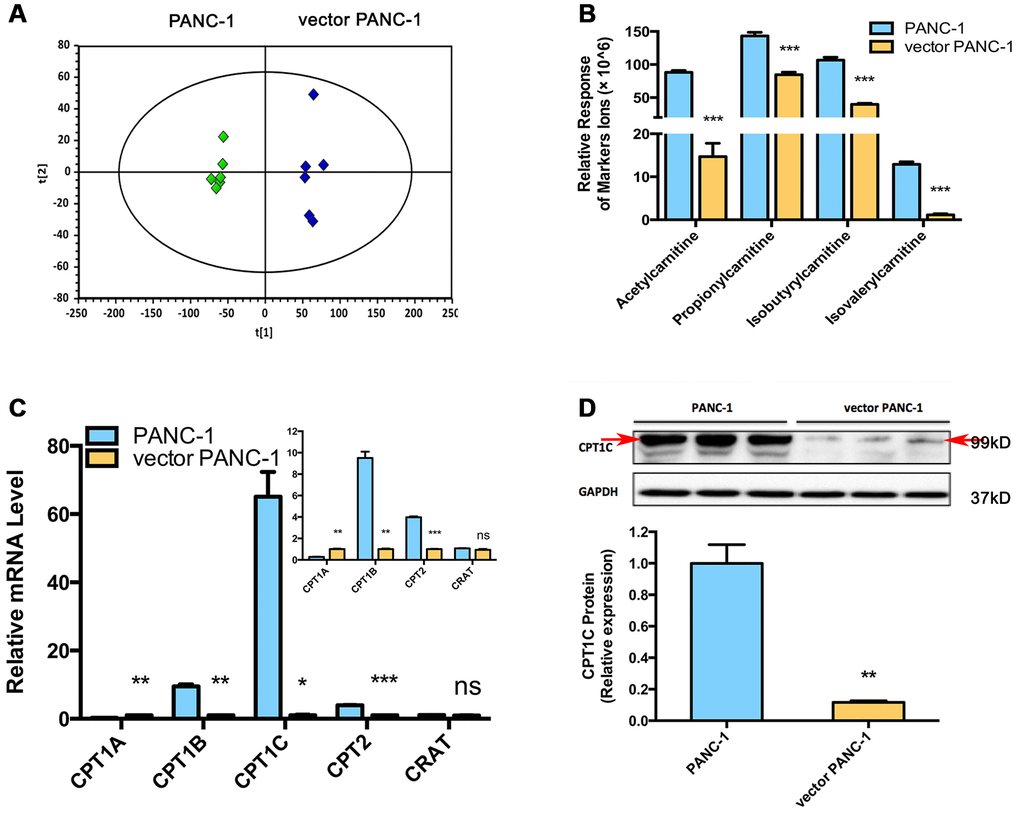 Metabolomics reveals a lower level of acylcarnitines in senescent vector PANC-1 cells, which is linked to reduced CPT1C expression. (A) PCA score plots of HILIC-ESI+-MS metabolomics profiles obtained from HILIC-ESI+-MS, n = 6/group. (B) Analysis of the relative response of acylcarnitine ions in senescent vector PANC-1 cells. Data are presented as the mean ± S.E.M, n = 6 (***p C) Quantitative RT-PCR analysis of genes related to acylcarnitines. Data are presented as the mean ± S.E.M, n = 3 (ns indicates no significance, *p p p http://pga.mgh.harvard.edu/primerbank/ and PrimerDepot, and commercially available (Invitrogen) and shown in Supplementary Table 1. (D) Images and densitometric analysis of CPT1C protein bands of senescent vector PANC-1 cells. Data are presented as the mean ± S.E.M, n = 3 (**p Supplementary Figure 3.
