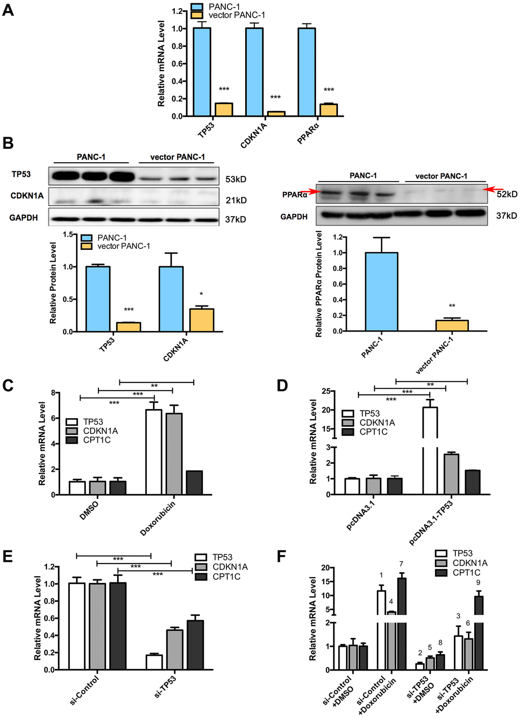 Signaling pathways involved in low-CPT1C-expression-induced senescence in vector PANC-1 cells and regulation of the TP53 signaling pathway on CPT1C. (A) Quantitative RT-PCR analysis for suppressed genes in senescent vector PANC-1 cells. Data are presented as the mean ± S.E.M, n = 3 (***p B) Images and densitometric analysis for protein bands altered in senescent vector PANC-1 cells. The left panel shared the same GAPDH control with Figure 2D, all these bands were harvested from the same experiment. Data are presented as the mean ± S.E.M, n = 3 (*p p p C) The CPT1C mRNA level is upregulated after inducing TP53 mRNA expression with 0.7 μM doxorubicin (Sigma) for 24 h in PANC-1 cells. (D) CPT1C mRNA is increased after overexpressing 2 μg of TP53 plasmids for 24 h in PANC-1 cells. (E) CPT1C mRNA expression was downregulated after knockdown of TP53 mRNA expression with 50 μM si-TP53 for 72 h in PANC-1 cells. The sequences of specific human siRNAs were commercially available (RiboBio) and listed in Supplementary Table 2. The optimal sense against TP53 was the following: 5'-GCACAGAGGAAGAGAAUCU dTdT-3'. (F) Doxorubicin reversed the si-TP53-induced downregulation of CPT1C mRNA expression. For the statistical analysis of TP53 mRNA expression, 1 si-Control+Doxorubicin vs si-Control+DMSO, ***p 2 si-TP53+DMSO vs si-Control+DMSO, ***p 3 si-TP53+Doxorubicin vs si-TP53+DMSO, **p CDKN1A/P53 mRNA level, 4 si-Control+Doxorubicin vs si-Control+DMSO, ***p 5 si-TP53+DMSO vs si-Control+DMSO, *p 6 si-TP53+Doxorubicin vs si-TP53+DMSO, **p CPT1C mRNA expression, 7 si-Control+Doxorubicin vs si-Control+DMSO, ***p 8 si-TP53+DMSO vs si-Control+DMSO, *p 9 si-TP53+Doxorubicin vs si-TP53+DMSO, **p Supplementary Figure 7.