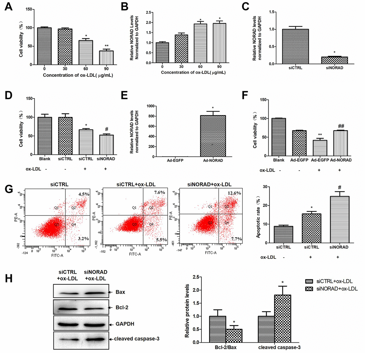 Downregulation of lncrna norad promotes ox-ldl-induced vascular