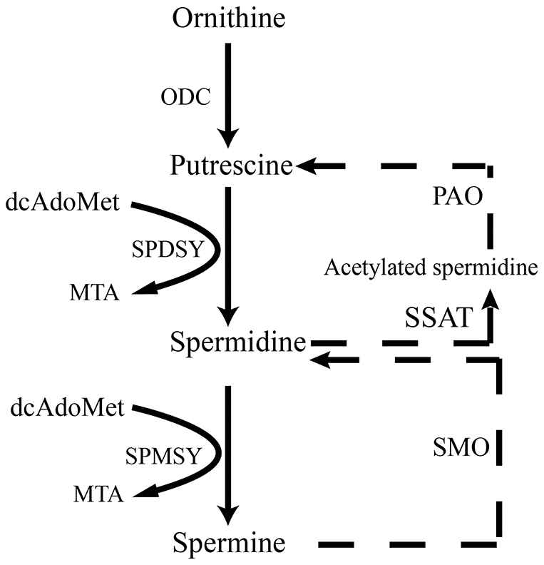 Scheme illustrates de novo synthesis of polyamines from ornithine. ODC, ornithine decarboxylase; dcAdoMet, decarboxylated s-adenosyl-L-methionine; SPDSY, spermidine synthase; SPMSY, spermine synthase; MTA PAO, polyamine oxidase; SSAT, spermidine/spermine N(1) acetyltransferase; SMO, spermine oxidase.