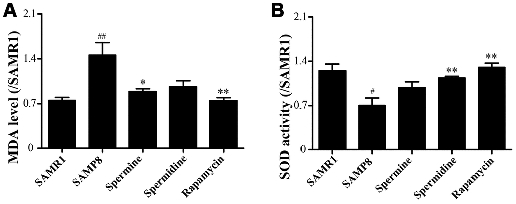 Spermidine and spermine attenuates oxidative stress in SAMP8. (A) The level of MDA in brain. (B) The level of ROS in the brain. Data represent mean ± SEM (n = 6 per group). #P ##P ###P P P P 