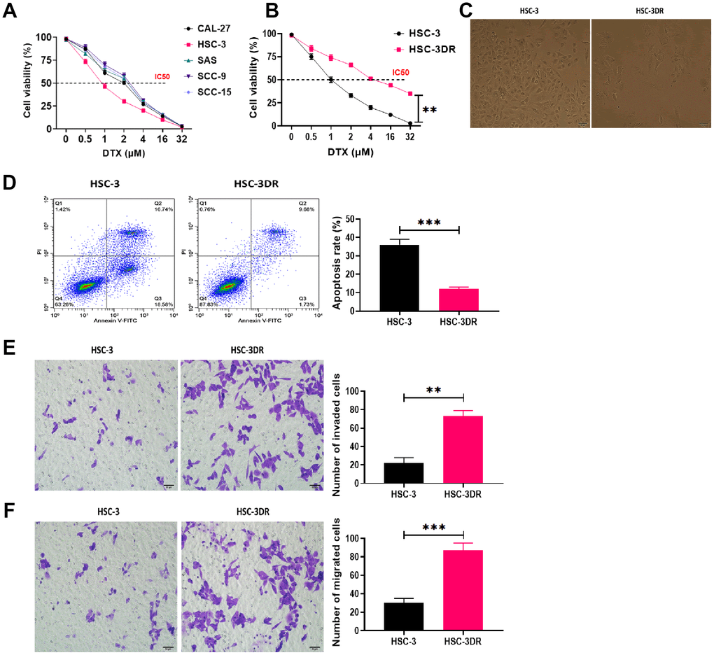 Docetaxel-resistant HSC-3 (HSC-3DR) cells exhibited increased cell viability and inhibited apoptosis. (A) Cell viability in response to different concentrations of DTX in tongue squamous cell carcinoma cell lines was determined by CCK8 assays. (B) Cell viability of HSC-3 and HSC-3DR cells in response to different concentrations of DTX was determined by CCK8 assays. (C) The morphology of HSC-3 and HSC-3DR cells (scale bars = 50 μm). (D) Apoptosis of HSC-3 and HSC-3DR cells was determined by flow cytometry. (E) Invasion ability of HSC-3 and HSC-3DR cells was determined by Transwell assays (scale bars = 50 μm). (F) Migration ability of HSC-3 and HSC-3DR cells was determined by Transwell assays (scale bars = 50 μm). Data are presented as mean ± SD. *P P P 