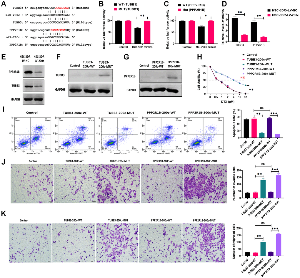 MiR-200c regulated docetaxel resistance in HSC-3 (HSC-3DR) cells via targeting TUBB3 and PPP2R1B. (A) Putative binding sites of miR-200c in 3’UTR of TUBB3 and PPP2R1B. (B) Relative luciferase activity was determined by luciferase reporter assays in HSC-3DR cells transfected with miR-200c mimics and luciferase vectors containing wild-type or mutant 3’UTR of TUBB3. (C) Relative luciferase activity was determined by luciferase reporter assays in HSC-3DR cells transfected with miR-200c mimics and luciferase vectors containing wild-type or mutant 3’UTR of PPP2R1B. (D) The mRNA expressions of TUBB3 and PPP2R1B were determined by qRT-PCR in HSC-3DR cells transfected with miR-200c-encoding lentiviral vectors (LV-200c). (E) The protein expressions of TUBB3 and PPP2R1B were determined by western blots in HSC-3DR cells transfected with miR-200c-encoding lentiviral vectors (LV-200c). (F) The protein expression of TUBB3 was determined by western blots in HSC-3DR cells transfected with TUBB3-carrying vectors with the wild-type or mutant miR-200c sequence. (G) The protein expression of PPP2R1B was determined by western blots in HSC-3DR cells transfected with PPP2R1B-carrying vectors with the wild-type or mutant miR-200c sequence. (H) Cell viability was determined by CCK8 assays in HSC-3DR cells transfected with TUBB3 or PPP2R1B-carrying vectors with the wild-type or mutant miR-200c sequence. (I) Apoptosis was determined by flow cytometry in HSC-3DR cells transfected with TUBB3 or PPP2R1B-carrying vectors with the wild-type or mutant miR-200c sequence. (J) Invasion ability was determined by Transwell assays in HSC-3DR cells transfected with TUBB3 or PPP2R1B-carrying vectors with the wild-type or mutant miR-200c sequence (scale bars = 50 μm). (K) Migration ability was determined by Transwell assays in HSC-3DR cells transfected with TUBB3 or PPP2R1B-carrying vectors with the wild-type or mutant miR-200c sequence (scale bars = 50 μm). Data are presented as mean ± SD. *P P P 
