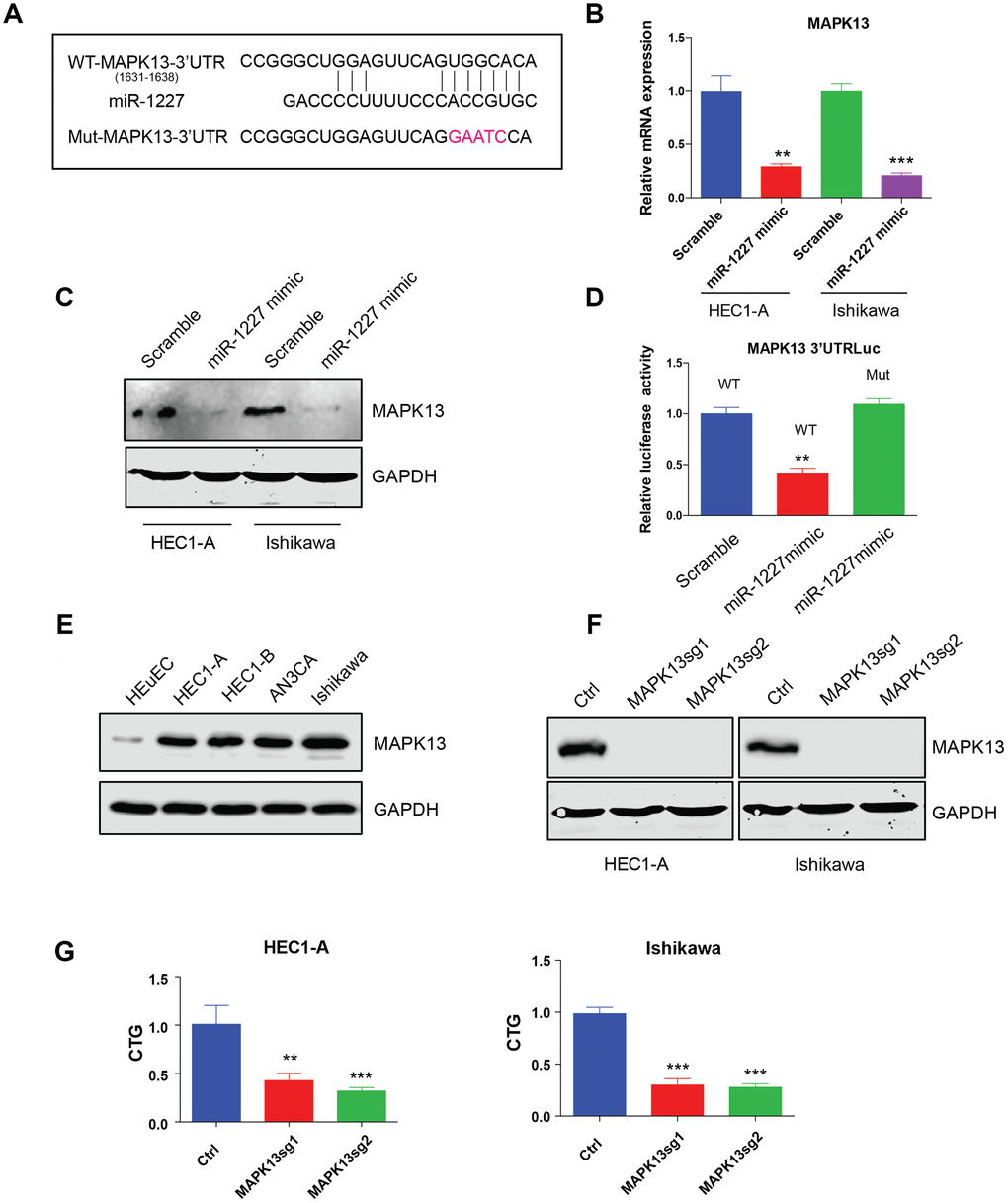 miR-1227 targets MAPK13 and inhibits EC cell proliferation. (A) Predicted MAPK13 3’UTR-miR-1227 interaction. Detection of MAPK13 mRNA transcription (B) and protein level (C) after overexpressing miR-1227 mimic in HEC1-A and Ishikawa cells. (D) Luciferase assay detects WT or miR-1227 binding sites mutated MAPK13 3’UTR activity in the presence or absence of miR-1227. (E) Western blot detects MAPK13 expression in EC cell lines and HEuEC. (F) Western blot results of MAPK13 after knocking down MAPK13 in HEC1-A and Ishikawa cells. GAPDH was used as internal control. (G) CellTiter-Glo detect cell viability after knocking down MAPK13 in HEC1-A and Ishikawa cells, cell viability was tested 5 days after transduction. *P
