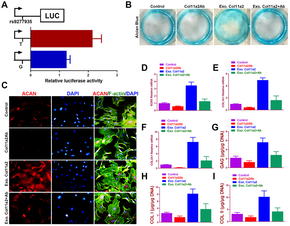 Chondrogenic effects of Col11a2 in vitro. (A) Luciferase activity to indicate the allelic difference in Col11a2 expression driven by rs9277935 (n=6 for each) in ATDC5 cells. (B) Alcian blue staining of BMSCs in different treatment groups at 2 weeks to indicate GAG production in the culture plate. (C) Immunofluorescent assay of Aggrecan (red) expression, cytoskeleton (green) nucleus (blue) in different treatment groups observed under confocal microscopy. Scale bar=200μm. (D–F) Expression level of chondrogenic markers for BMSCs in different treatment groups (n=6 for each) in (B) and (G–I) quantification of GAG production, COL I and II DNA in generated cartilaginous tissues (n=6 for each). *P 