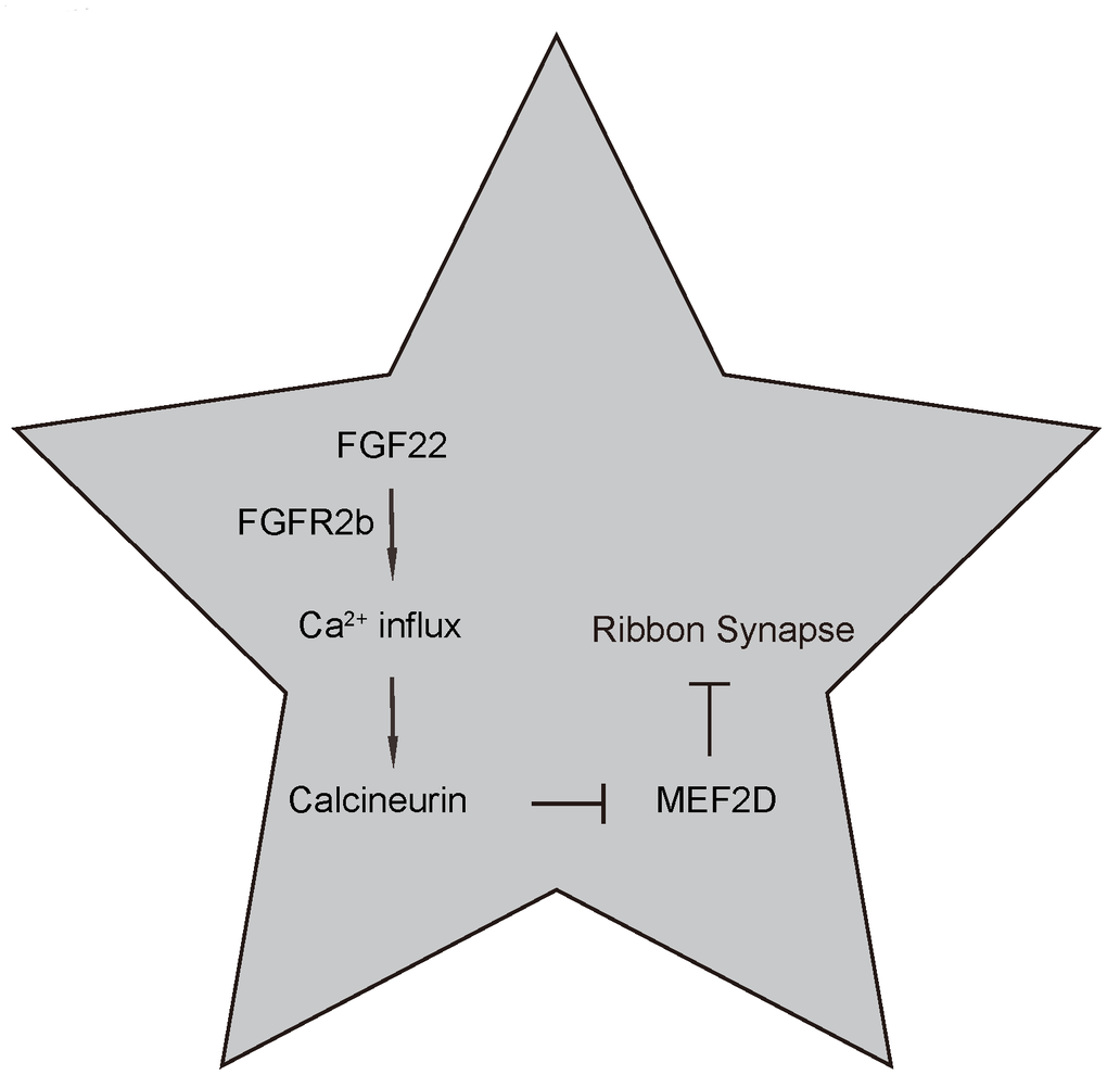 Schematic of the model. Regulation of ribbon synapses by FGF22/calcium/CalN/MEF2D signaling. FGF22 signaling through its major receptor FGFE2b triggers an increase of intracellular Ca2+, which activates the CaN and its downstream factors, e.g. NFATc. Activated CaN subsequently suppresses MEF2D, the inhibitory effects of which on ribbon synapses are then released.