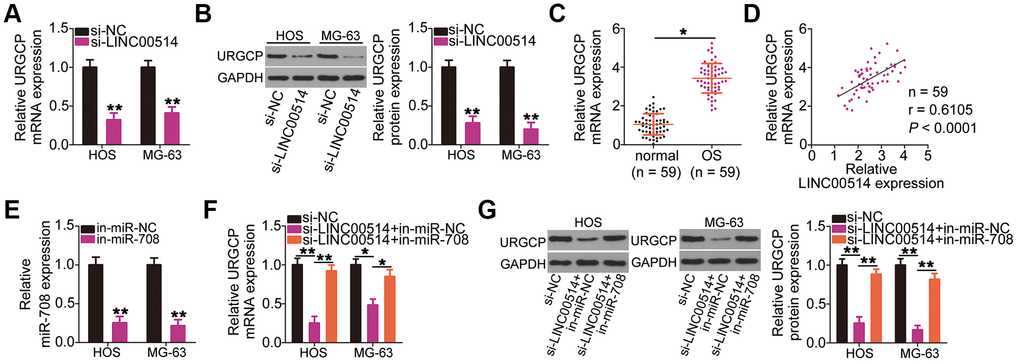 Long intergenic nonprotein-coding RNA 00514 (LINC00514) positively regulates URGCP in OS cells by sponging microRNA-708 (miR-708). (A, B) Quantitative reverse transcription polymerase chain reaction (RT-qPCR) and western blotting were conducted to measure URGCP mRNA and protein levels, respectively, in LINC00514-depleted HOS and MG-63 cells. (C) URGCP mRNA expression in the 59 pairs of OS and adjacent normal tissue samples was determined by RT-qPCR. (D) Correlation between LINC00514 and URGCP mRNA expressions in OS tissues was analyzed by Spearman’s correlation analysis (r = 0.6105, P E) Efficiency of in-miR-708 expression transfection in HOS and MG-63 cells was evaluated by RT-qPCR. (F, G) HOS and MG-63 cells were transfected with si-LINC00514 together with in-miR-708 or in-miR-NC. After transfection, the mRNA and protein levels of URGCP were determined by RT-qPCR and western blotting, respectively. *P P 