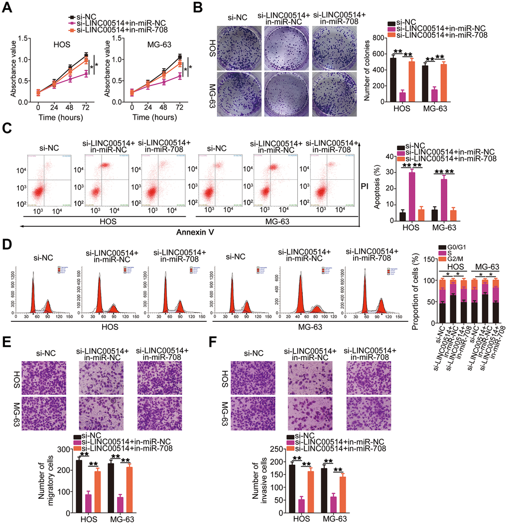 microRNA-708 (miR-708) suppression attenuates the effects of long intergenic nonprotein-coding RNA 00514 (LINC00514) silencing in OS cells. Si-LINC00514 together with in-miR-708 or in-miR-NC was introduced into HOS and MG-63 cells. The transfected cells were subjected to Cell Counting Kit-8 assay, colony formation assay, flow cytometry, and transwell migration and invasion assays to assess cell proliferation (A), colony formation (B), apoptosis (C), cell cycle (D), migration (E), and invasion (F) in vitro. *P P 
