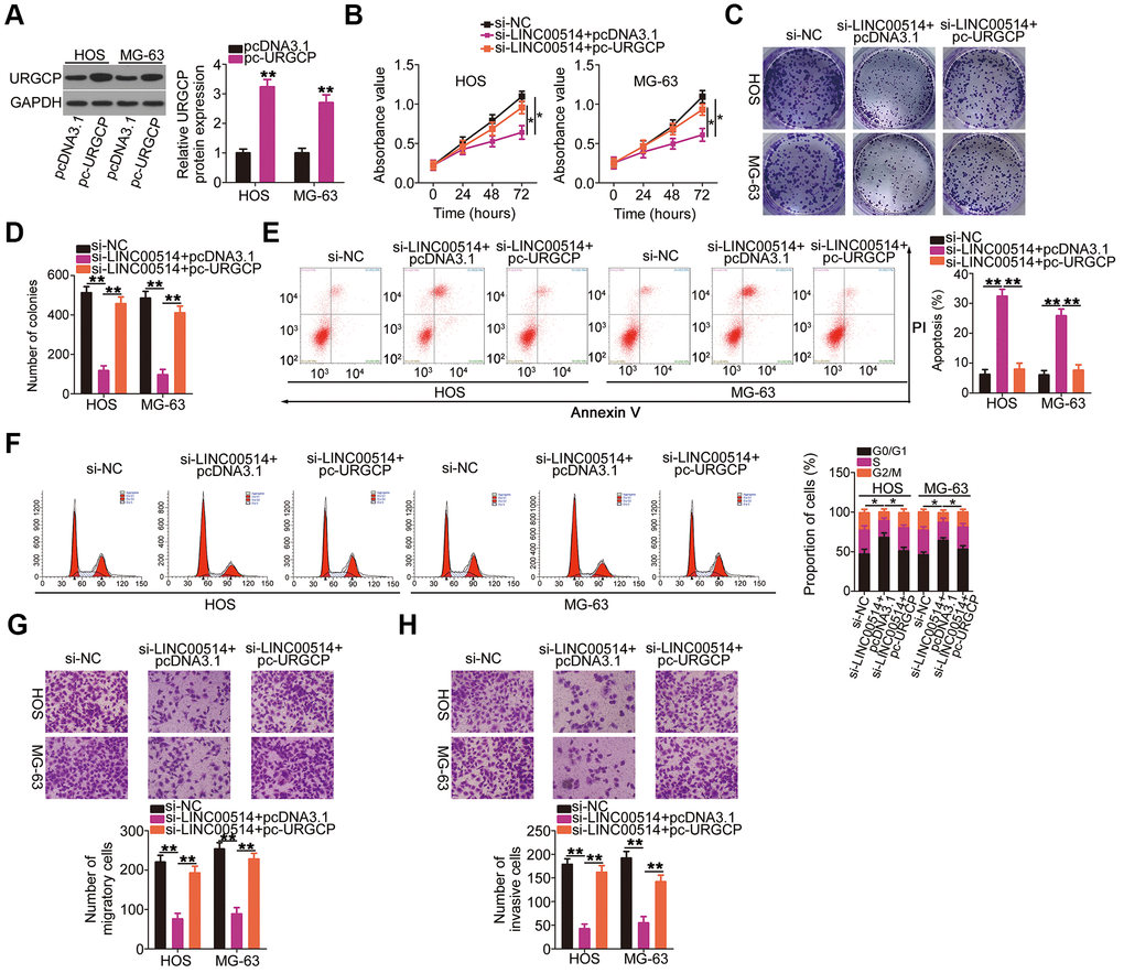 Reintroduction of URGCP reverses the si-long intergenic nonprotein-coding RNA 00514 (LINC00514)-mediated inhibition of the malignant phenotype of OS cells. (A) URGCP protein expression in HOS and MG-63 cells after pc-URGCP or pcDNA3.1 transfection was detected by western blotting. (B–F) LINC00514-silenced HOS and MG-63 cells were further transfected with pc-URGCP or empty pcDNA3.1 plasmid. Cell proliferation, colony formation, and cell apoptosis and cell cycle status were assessed by Cell Counting Kit-8 assay, colony formation assay, and flow cytometry, respectively. (G, H) The migratory and invasive abilities of the aforementioned cells were assessed by transwell migration and invasion assays. *P P 