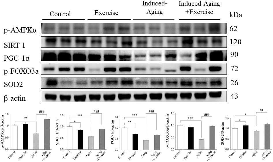 Exercise training enhanced AMPK/SIRT1 anti-aging pathway in D-galactose-induced aging rat hippocampus. The representative protein levels of p-AMPKα, SIRT1, PGC-1α, p-FOXO3a, SOD2 prepared from hippocampi in the control, exercise, aging and aging with exercise rats were measured by Western blotting analysis (n=3). The protein expression folds were normalized with β-actin. * P PP##P ###P 