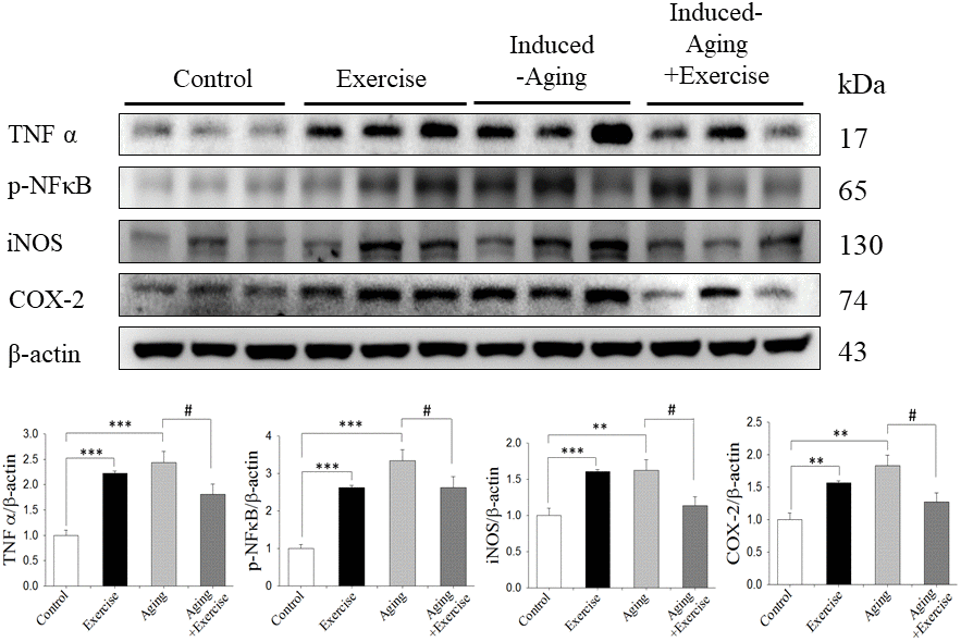 Effects of exercise training on inflammatory proteins. The representative protein levels of TNFα, p-NFκB, iNOS and COX2 prepared from hippocampi in the control, exercise, aging and aging with exercise rats were measured by Western blotting analysis (n=3). The protein expression folds were normalized with β-actin. **PP##P 