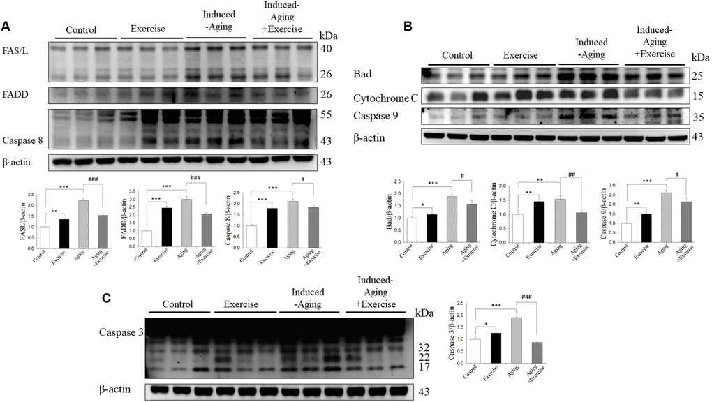 Exercise training inhibited components of FAS-dependent and mitochondrial-dependent apoptotic pathways activation in hippocampus of D-galactose-induced aging rats. (A) The representative protein levels of FAS ligand, activated FAS receptor, FADD, activated Caspase 8. (B) Bad, Cytochrome C, Caspase 9 and (C) Caspase 3 prepared from hippocampal homogenates in the control, exercise, aging and aging with exercise rats were measured by Western blotting analysis (n=3). The protein expression folds were normalized with β-actin. * P PP##P ###P ###P