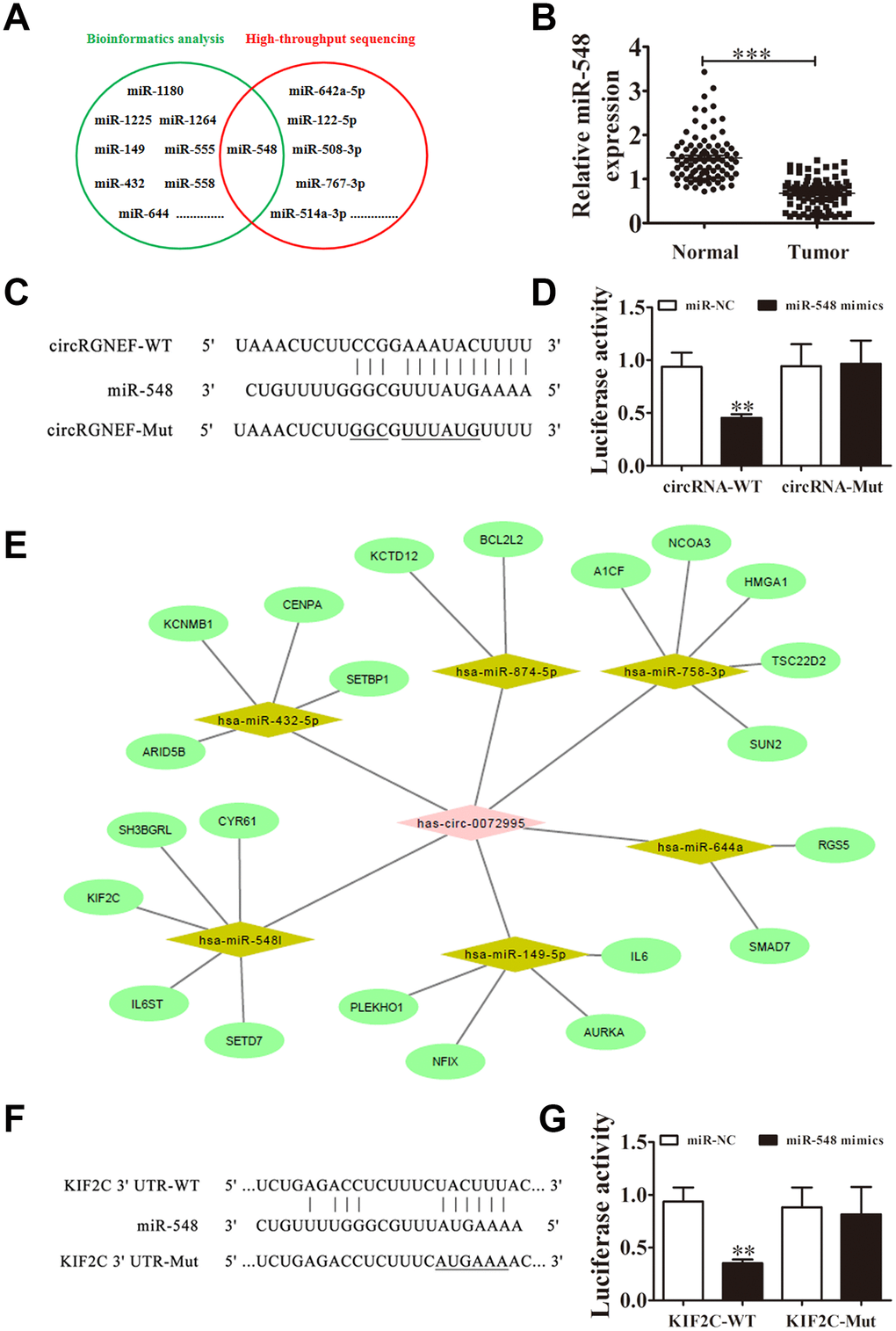 miR-548 and KIF2C are downstream targets of circRGNEF. (A) Bioinformatics analysis (https://circinteractome.nia.nih.gov/bin/mirnasearch) and high-throughput sequencing indicated miR-548 is a target of circRGNEF. (B) RT-qPCR assay of miR-548 in 90 paired BC tumor and adjacent non-tumor tissues. Data are means ± SD. ***P C) The mutated (Mut) version of circRGNEF is shown. (D) The relative luciferase activity was determined 48 h after transfection of HEK293T cells with miR-548 mimic/normal control (NC) or circRGNEF wild-type/Mut. Data are presented as the mean ± SD. ***P E) Bioinformatics analysis (http://circnet.mbc.nctu.edu.tw/ and http://www.targetscan.org/vert