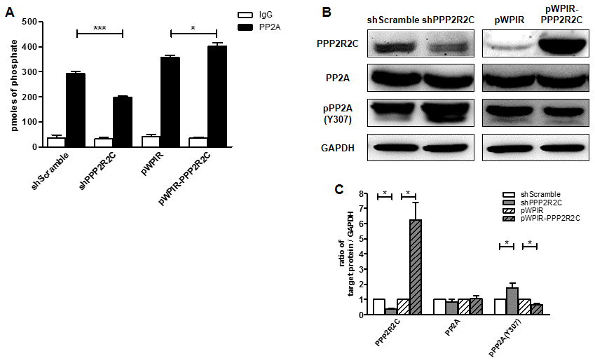 PPP2R2C regulates PP2A phosphatase activity. (A) Phosphatase activity combined with immunoprecipitation of PP2A was measured in SHSY5Y human neuroblastoma cell lines. Cells were either knocked down PPP2R2C expression by shRNA or overexpressed wildtype PPP2R2C by pWPIR-GFP lentivirus vector. Data are shown in mean+/-SEM, n=3, *pB) Representative image of immunoblots of indicated antibodies are shown in SHSY5Y cell lines after knockdown and overexpression PPP2R2C. (C) Quantification of the intensities of the protein bands from three independent immunoblots of (B). Data are shown in mean+/-SEM, n=3, *p