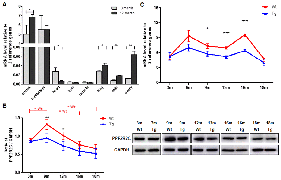 PPP2R2C are differentially expressed in mouse brain tissues throughout lifespan. (A) Quantitative RT-qPCRs for PPP2R2C were analyzed in wildtype mouse cortex, cerebellum, heart, liver, muscle, lung, skin and ovary at 2 time-points respectively (3 month and 12 month, n=9 each). Significance was tested between cortex, cerebellum, heart, lung, skin and ovary. Each measure represents the average fold-change expression of nine independent repetitions (Biological triplicate in technical RT duplicate) normalized to two housekeeping genes (β-actin and 36B4); ΔΔCt method). Mean+/-SEM with associated statistical significance are reported (*pB) Representative image and the quantification from immunoblots of PPP2R2C antibody in wildtype (Wt) and transgenic (Tg) mouse cortex at different time-points of lifespan. Data are shown in mean+/-SEM, n=9 each condition, *pC) Quantitative RT-qPCRs for PPP2R2C in wildtype (Wt) and transgenic (Tg) mouse cortex at different time-points of lifespan from 3 month to 18 months. Each measure represents the average fold-change expression of nine independent repetitions (Biological triplicate in technical RT duplicate) normalized to two housekeeping genes (β-actin and 36B4); ΔΔCt method). Mean+/-SEM with associated statistical significance are reported between 9, 12 and 16 month (*p