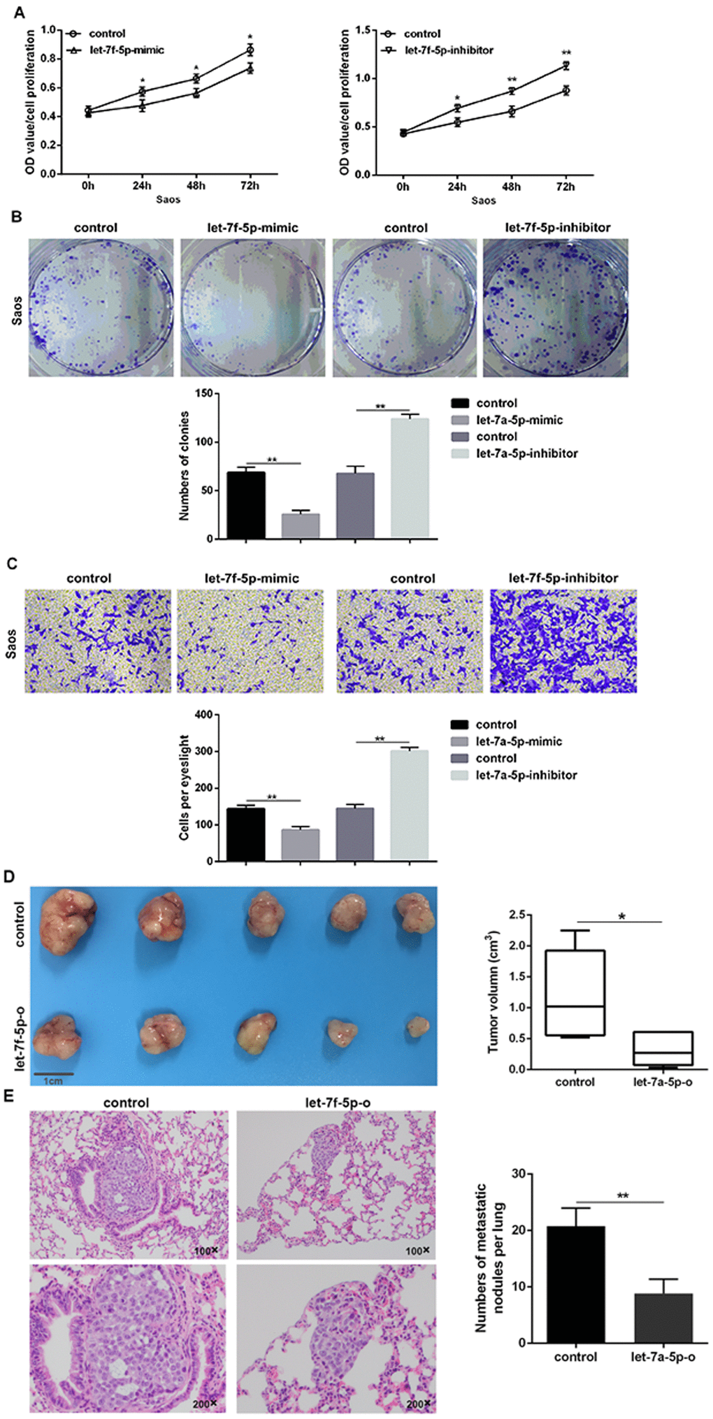 let-7f-5p suppressed proliferation and invasion of Saos cells in vitro and in vivo. (A) The CCK8 assay results showed that let-7f-5p suppressed the proliferation of Saos cells in vitro. (B) The colony formation assay results showed that let-7f-5p suppressed the clonality of Saos cells in vitro. (C) The Transwell assay results showed that let-7f-5p suppressed the invasion of Saos cells in vitro. (D) Representative graphs and statistical results of tumor masses harvested 4 weeks after injecting Saos cells subcutaneously into nude mice. (E) Representative photographs of lung metastases and statistical results of lung metastatic nodule numbers between the Saos-let-7f-5p-o and Saos-control groups 6 weeks after injecting Saos cells into the lateral tail veins of nude mice (magnification: 100× and 200×).