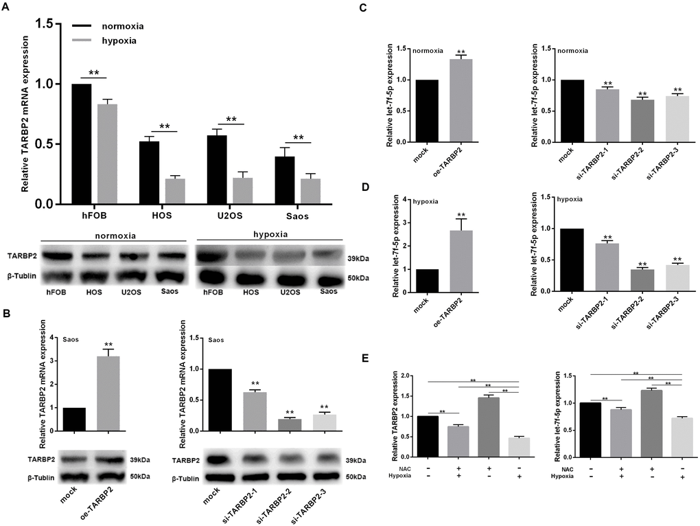 let-7f-5p/TARBP2 comprises a feedback loop induced by hypoxia. (A) TARBP2 expression was decreased in OS cell lines in a hypoxic environment and TARBP2 was downregulated in OS cell lines. qRT-PCR and western blotting were used to quantitate the endogenous levels of TARBP2 in hFOB cells and HOS, U2OS, and Saos OS cells. (B) qRT-PCR and western blotting were used to evaluate the expression of TARBP2 following transfection with the TARBP2 overexpression plasmid or siRNA in Saos cells. (C) Upregulation of TARBP2 in Saos cells showed a significant decrease in let-7f-5p expression when compared with its negative counterpart, while downregulation of TARBP2 in Saos cells showed increased let-7f-5p expression when compared with control cells. (D) The regulation of TARBP2 on let-7f-5p expression is more pronounced in hypoxia condition. (E) Hypoxia inhibited let-7f-5p expression is caused by reactive oxygen species (ROS) accumulation.