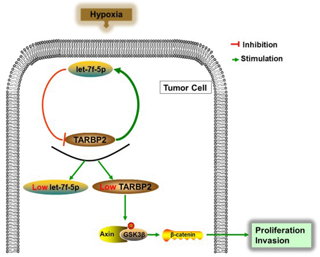 Schematic representation of the let-7f-5p/TARBP2 regulatory feedback loop in OS cells, which is induced by hypoxia and reduces the expression of let-7f-5p and TARBP2 in OS cells. A hypoxia-induced let-7f-5p/TARBP2 feedback loop regulates OS cell proliferation and invasion by inhibiting the Wnt signaling pathway.