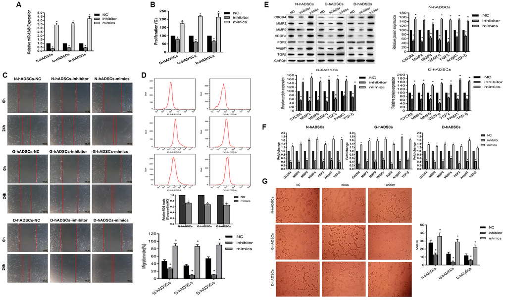 Regulatory role of miR-1248 in stem cell ability of hADSCs. (A) The expression of miR-1248 in miR-1248 inhibitor or mimics in different hADSCs by RT-qPCR; (B) MiR-1248 regulated proliferative capacity of hADSCs against glucolipotoxicity; (C) MiR-1248 regulated stem cell invasion and migration capacity against glucolipotoxicity; (D) Flow cytometry for oxidative stress of hADSC against glucolipotoxicity; (E) The protein expression of angiogenesis-related gene in hADSC affected by miR-1248 was detected by western blot; (F) The mRNA expression of angiogenesis-related gene in hADSC affected by miR-1248 was detected by RT-qPCR; (G) The angiogenesis potential of the cells was detected and the tube length of the cells were measured (* P
