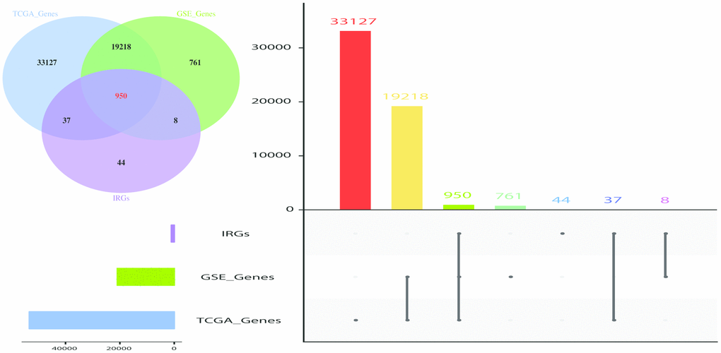 Venn diagram and Histogram was used to visualize common IRGs shared between GEO dataset, TCGA dataset and IRGS. 950 IRGs overlapped in the three datasets. The value used represented the number of gene symbol covered from the ensemble IDs and probe IDs. The number of genes annotated are presented on the y-axis.