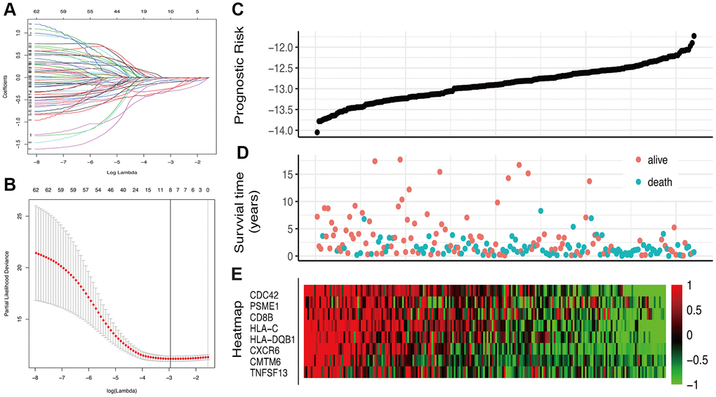 Construction of the IRGs prognostic classifier. (A, B) Determination of the number of factors by the LASSO analysis. (C) The distribution of RS. (D) The survival duration and status of patients. (E) A heatmap of IRGs in the classifier.