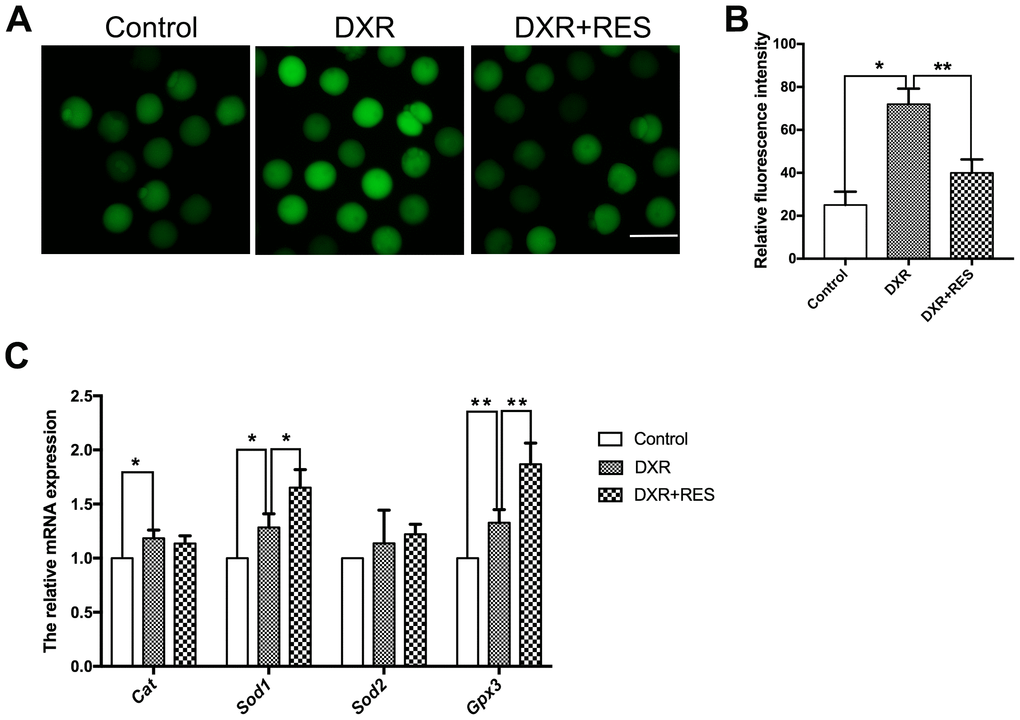 Effect of RES treatment on ROS levels in DXR-treated oocytes. (A) Representative images showed ROS levels in control, DXR-treated and RES-supplemented oocytes, Bar = 100 μm. (B) The fluorescence intensity of ROS was measured in control, DXR-treated and RES-supplemented oocytes. *means P P C) Relative expressions of antioxidant genes Cat, Sod1, Sod2 and Gpx3 mRNA levels in oocytes. β-actin was used as a housekeeping gene. *means P P 