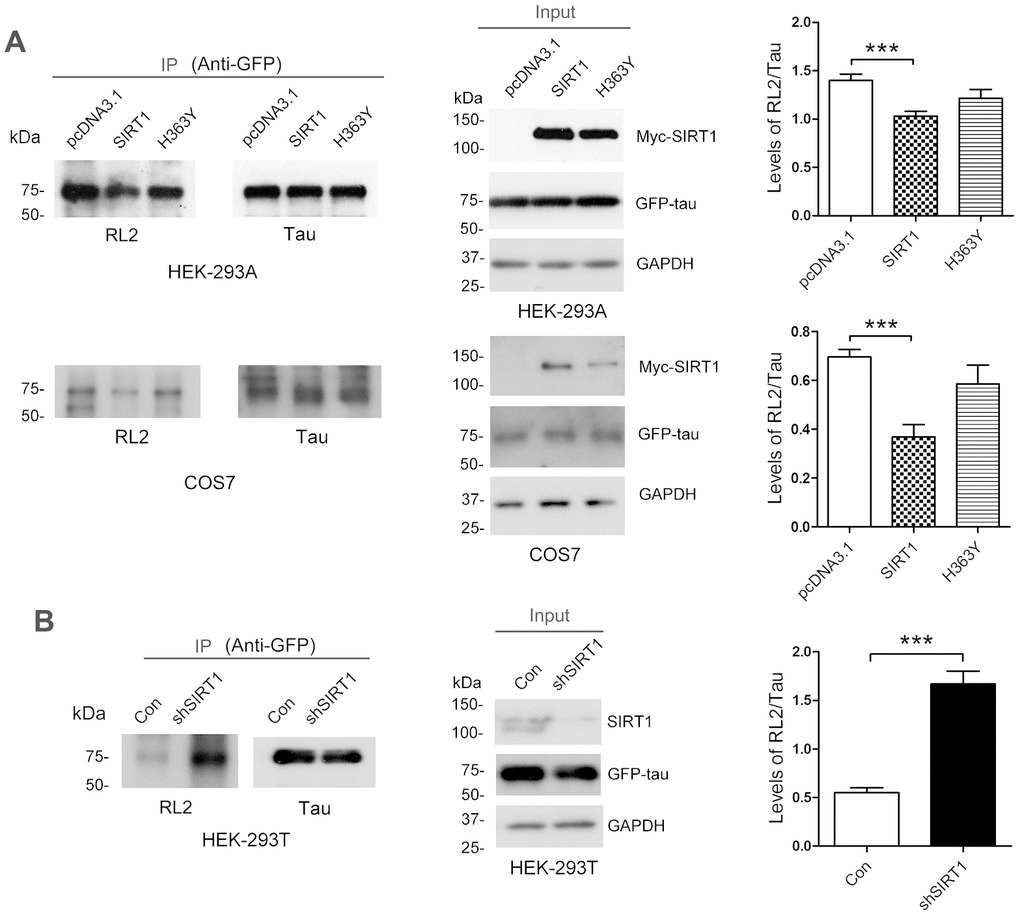 SIRT1 decreases protein O-GlcNAcylation of tau in cells. (A) pcDNA3.1, pcDNA3.1/Myc-SIRT1 or pcDNA3.1/Myc-H363Y was transfected into GFP-Tau441 overexpressed HEK-293A or COS7 cells. Recombinant human tau441 immunoaffinity-purified with anti-GFP antibody from HEK-293A cells was immunolabeled with anti-GFP to tau, RL2 to O-GlcNAc or anti-Myc to SIRT1. Quantitative analysis of relative O-GlcNAcylation levels of tau after being normalized with total tau is shown as mean ± S.D. (n=3), ***, p B) shSIRT1 plasmids or its control plasmids were transfected into HEK-293T cells. Recombinant human tau441 was immunoaffinity-purified with anti-GFP antibody from cells. Quantitative analysis of relative O-GlcNAcylation levels of tau after being normalized with total tau is shown as mean ± S.D. (n=3), ***, p 