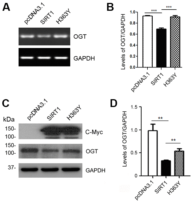 SIRT1 inhibits OGT expression. HEK-293A cells were transfected with pcDNA3.1, pcDNA3.1/Myc-SIRT1 or pcDNA3.1/Myc-H363Y. (A) mRNA levels of OGT and GAPDH were measured by RT-PCR. (B) The quantification of relative mRNA level of OGT after normalization with the mRNA level of GAPDH was represented as mean ± S.D. (n = 3); ***, p C) Protein levels of Myc-SIRT1 or Myc-H363Y were analyzed by western blot developed with anti-Myc antibody. GAPDH was used as the loading control. (D) Blot shown in panel C was quantified for protein expression levels of OGT after being normalized with GAPDH level. Data are presented as mean ± S.D. (n=3), **, p 
