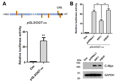 SIRT1 suppresses luciferase expression driven by OGT promoter. (A) The upper panel represents the schematic diagram of constructed plasmid of pGL3/OGT1500, a luciferase reporter plasmid driven by human OGT promoter (−1463 ~ +37). There are six CRE-like elements within human OGT promoter region -1463 ~ +37 bp. pGL3/ OGT1500 or pGL3-basic vector was co-transfected together with pRL-Tk into HEK-293A cells. After 48 h transfection, the luciferase activity was measured and normalized with Renilla luciferase (pRL-TK). The relative activity of luciferase was presented as mean ± S.D., **, p B) pGL3/ OGT1500 or pGL3-basic vector was co-transfected together with pRL-Tk into HEK-293A cells overexpressing Myc-SIRT1 or Myc-H363Y. After 48 h transfection, the luciferase activity was measured and normalized with Renilla luciferase (pRL-TK). The relative activity of luciferase was presented as mean ± S.D., **, p 