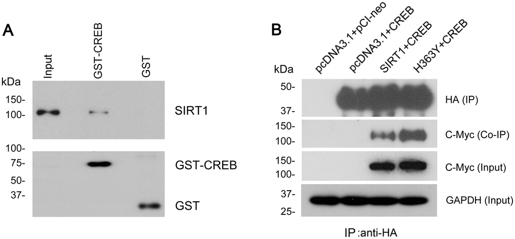 SIRT1 interacts with CREB. (A) GST-CREB or GST coupled onto glutathione sepharose was incubated with the extract of HEK-293A cells overexpressing SIRT1. After washing, bound proteins were subjected to western blots using anti-GST and anti-SIRT1 antibody. (B) SIRT1 could be co-immunoprecipitated by HA-CREB using anti-HA antibody. CREB tagged with HA and SIRT1 tagged with Myc were co-expressed in HEK-293A cells for 48 h. The cell extract was incubated with anti-HA antibody coupled onto protein G beads. The bound proteins were subjected to western blots using anti-HA antibody to CREB and anti-Myc antibody to SIRT1.