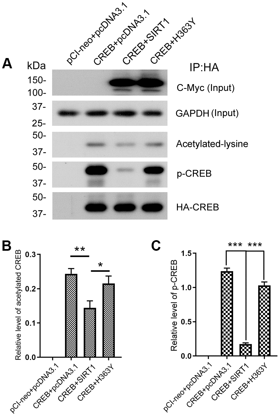 SIRT1 deacetylates CREB and inhibits phosphorylation of CREB at Ser133. (A) pCI/HA-CREB was co-transfected with pcDNA3.1/SIRT1 or pcDNA3.1/H363Y into HEK-293A cells. CREB was immunoprecipitated with anti-HA and analyzed by western blots developed with anti-CREB or anti-acetylated-lysine or anti-pS133-CREB antibody. The relative levels of CREB acetylation (B) or phosphorylation at Ser133 (C) are normalized with CREB levels and are represented as mean ± S.D. (n = 3); *, p p p 