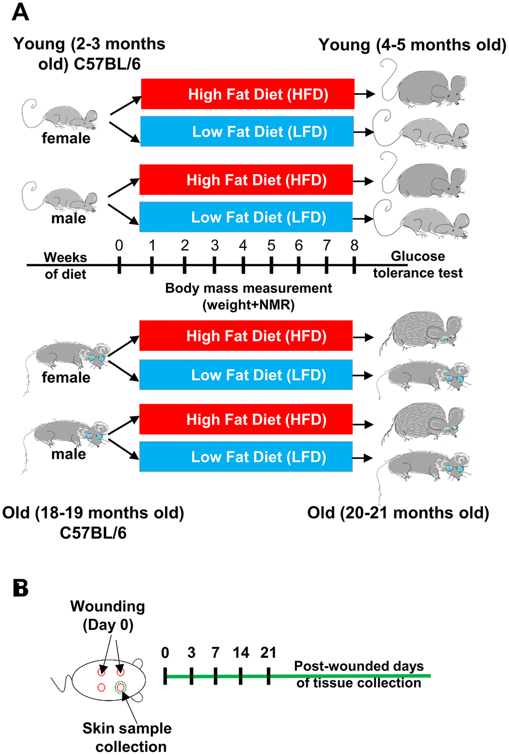 Scheme of the experimental design. (A) Young (2-3 months old) female (n=48) and male (n=48), and old (18-19 months old) female (n=48) and male (n=48) C57BL/6 (B6) mice were fed for 8 weeks on either LFD or HFD. (B) Mice were injured at day 0. Skin tissues were collected at day 0 (uninjured control) and post-wounded days: 3, 7, 14 and 21, n=4-6 mice per time point/per group.