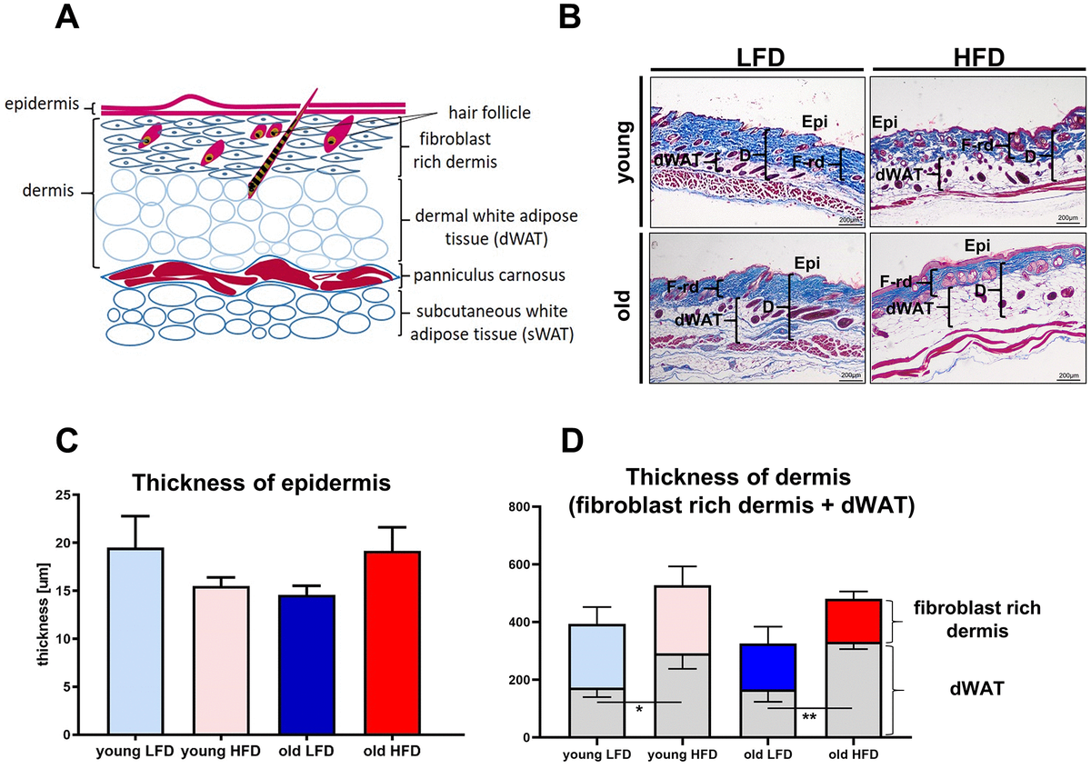 Cutaneous wound healing in aged, high fat diet-induced obese female or ...