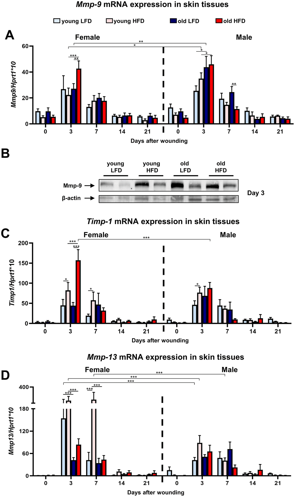 Matrix metalloproteinases and their tissue inhibitor expression during skin wound healing.Mmp-9 (A), Timp-1 (C) and Mmp-13 (D) qRT-PCR mRNA expression in uninjured and post-injured skin tissues collected from female, male, young, old, fed LFD or HFD mice (n=4-8 skin samples per group). Representative Western blot analysis of Mmp-9 protein expression at post-wounded day 3 (B). The bars indicate lsmean ±SE *p