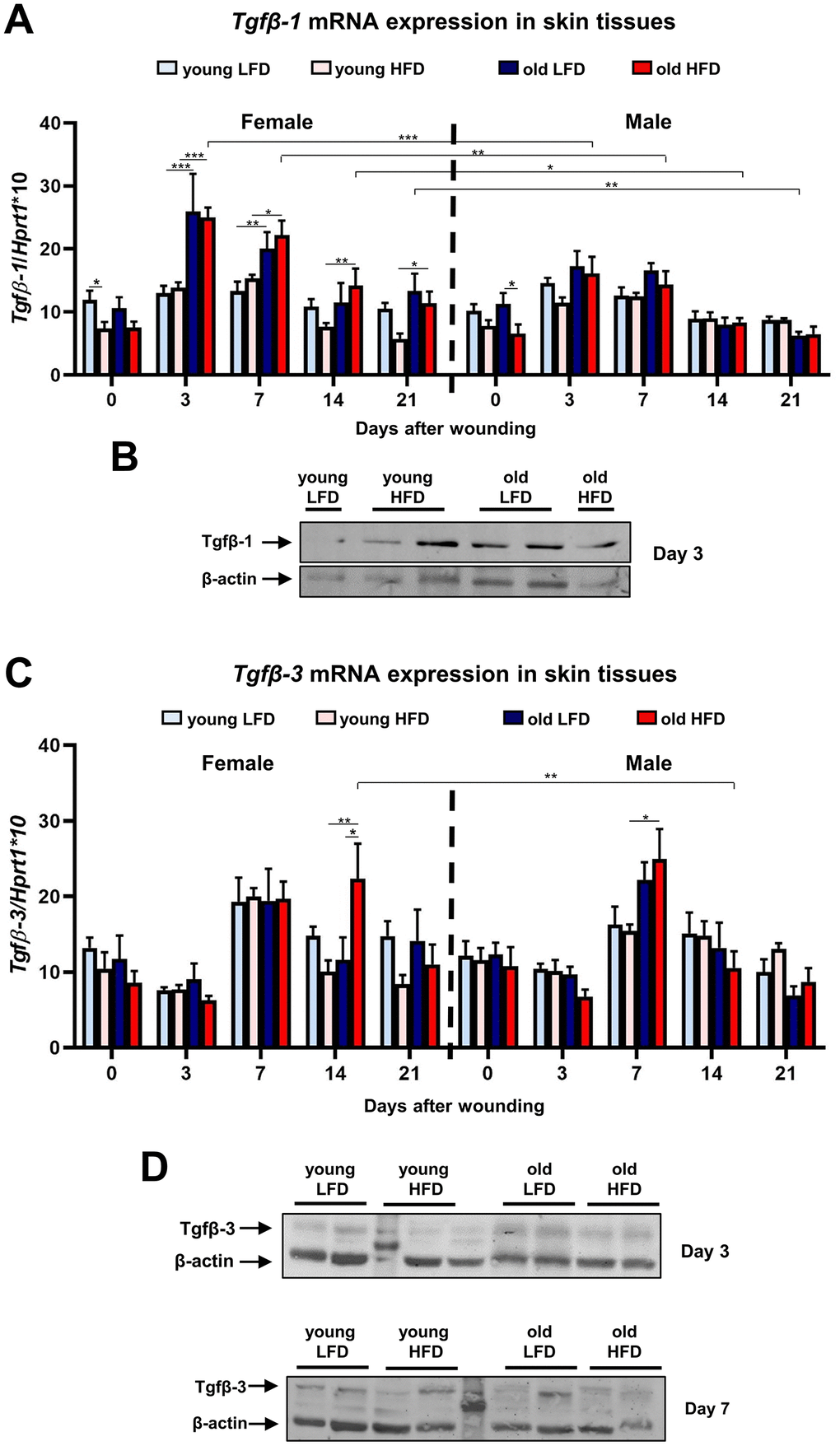 Tgfβ-1 and Tgfβ-3 expression during skin wound healing. qRT-PCR mRNA expression of Tgfβ-1 (A) and Tgfβ-3 (C) in uninjured and post-injured skin tissues collected from female, male, young, old, fed LFD or HFD mice (n=4-8 skin samples per group). Representative Western blot analysis of Tgfβ-1 (B) and Tgfβ-3 (D) protein expression at post-wounded day 3 (B, D) and day 7 (D). The bars indicate lsmean ±SE *p