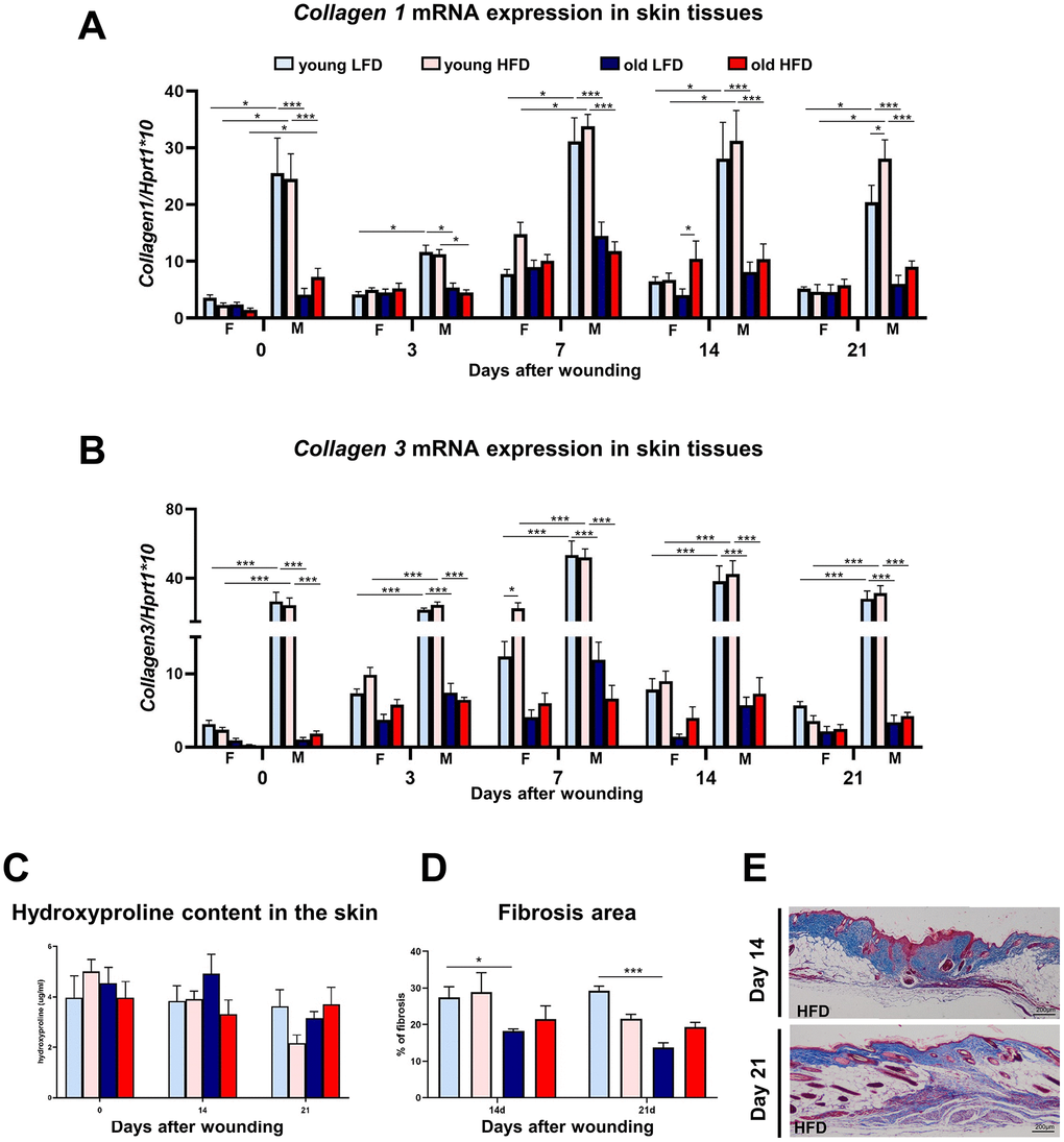 Collagen expression, hydroxyproline content and fibrosis localization in uninjured and post-injured skin.Collagen 1 (A) and collagen 3 (B) mRNA expression (n=4-8 skin samples per group) in skin tissues of old, young, male (M), female (F), LFD or HFD mice. Hydroxyproline (C) content (n=4-8 skin samples per group) in skin tissues of old, young, LFD or HFD mice. Histological skin sections stained with Masson trichrome collected from young or old mice fed LFD or HFD at post-injured day 14 and 21 (D), followed by quantification of the fibrosis area (E) (n=3 mice per group). Scale bar (E) 200 μm. The bars indicate lsmean ±SE *p