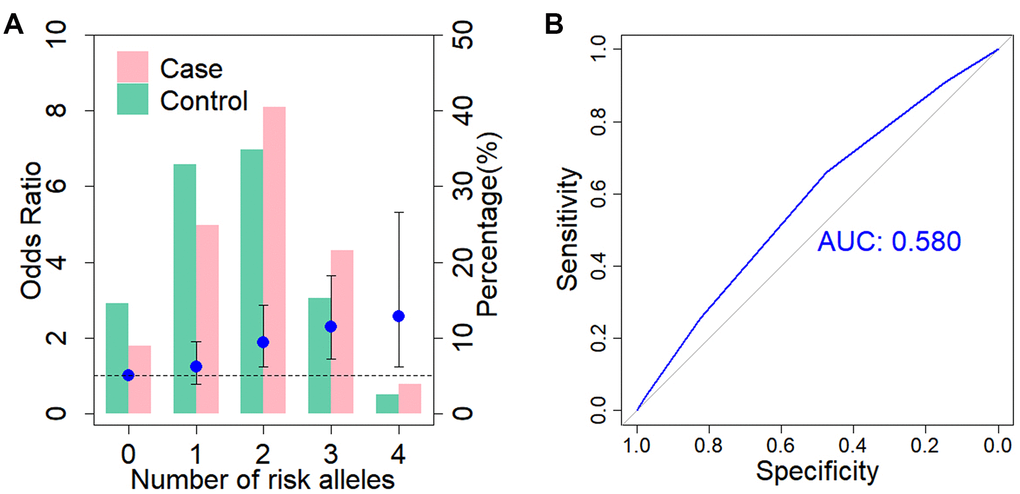 Cumulative impact of two associated SNPs on BA risk. (A) Distribution of cumulative risk alleles in BA cases (red) and controls (blue) for ADD3 SNP rs17095355 and GPC1 SNP rs6707262. The ORs are relative to group with zero risk alleles; vertical bars correspond to 95% confidence intervals. Horizontal line denotes the reference value (OR = 1.0). (B) Receiver operating characteristic (ROC) curve for assessment of the discriminative power of the risk prediction model. The area under curve (AUC) of the model is 0.58.