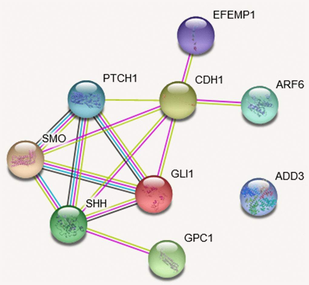 The protein-protein interaction (PPI) network based on STRING database of studied genes. The network is constructed for the four studies genes and Hedgehog pathway genes. The network nodes are proteins. The edges represent the predicted functional associations. An edge may be drawn with up to four different colored lines and these lines represent the existing associations that were predicted. A green line: neighborhood evidence; a blue line: cooccurrence evidence; a purple line: experimental evidence; a yellow line: textmining evidence; a black line: coexpression evidence.