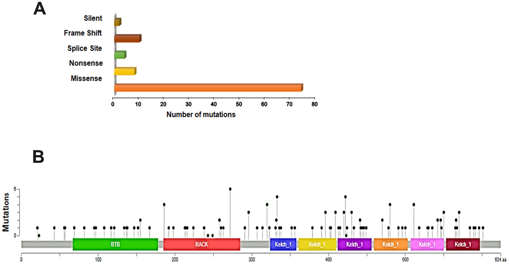 Overview of genetic changes in KEAP1 in TCGA–LUAD patients. (A) Bar chart showing the types and numbers of mutations of KEAP1. (B) OnkoKB-predicted mutation maps (lollipop plots) showing the locations of mutations in the functional domains of KEAP1 proteins. The lollipops show the locations of the mutations as identified by whole-exon sequencing.