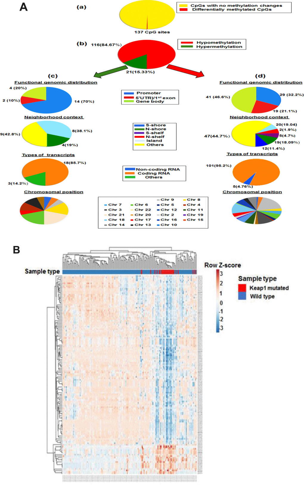 Differential methylation analysis of KEAP1-mutated vs wild-type LUAD patients. (A) Graphic showing 450k DNA methylation analysis. (a) Differentially-methylated CpG sites in KEAP1-mutated vs wild-type patient samples. (b) Percentages of hypomethylation and hypermethylation. (c) Distribution of hypermethylated CpG sites in KEAP1-mutated patient samples according to functional genomic distribution, neighborhood context, associated RNA transcripts, and chromosomal location. (d) Distribution of hypomethylated CpG sites in KEAP1-mutated patient samples according to functional genomic distribution, neighborhood context, associated RNA transcripts, and chromosomal location. (B) Heatmap showing the differentially-methylated CpG sites in KEAP1-mutated LUAD patients compared to their wild type counterparts (delta β >|0.2|, p