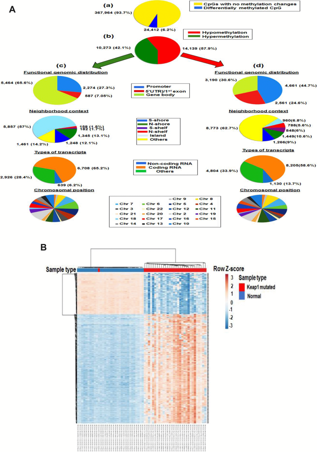 Differential methylation analysis of samples from KEAP1-mutated LUAD patients vs normal samples. (A) Graphic showing 450k DNA methylation analysis. (a) Graphic showing percentage of differentially-methylated CpG sites in KEAP1-mutated LUAD patients compared to normal samples. (b) Percentages of hypomethylation and hypermethylation. (c) Distribution of hypermethylated CpG sites in KEAP1-mutated patient samples according to functional genomic distribution, neighborhood context, associated RNA transcripts, and chromosomal location. (d) Distribution of hypomethylated CpG sites in KEAP1-mutated patient samples according to functional genomic distribution, neighborhood context, associated RNA transcripts, and chromosomal location. (B) Heatmap showing the differentially-methylated CpG sites in KEAP1-mutated LUAD patients compared to normal individuals (delta β >|0.4|, p 