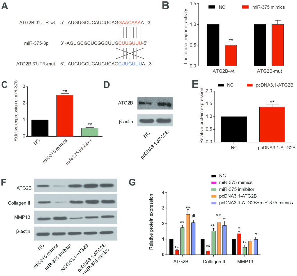 MiR-375 targeting ATG2B.3’-UTR. (A) miR-375 targeting the 3’-UTR of ATG2B predicted by TargetScan; (B) miR-375 mimics significantly reduced the wild 3’-UTR luciferase reporter activity of ATG2B; (C) OA chondrocytes were transfected with miRNA-375 mimics or inhibitor, and miRNA-375 expression was detected by qRT-PCR; (D, E) OA chondrocytes were transfected with pcDNA3.1-ATG2B, and ATG2B protein was detected by western blot, and the statistical results were presented; (F, G) protein expression of ATG2B, Collagen II and MMP13 were measured by western blot, and the statistical results were presented. * PPP