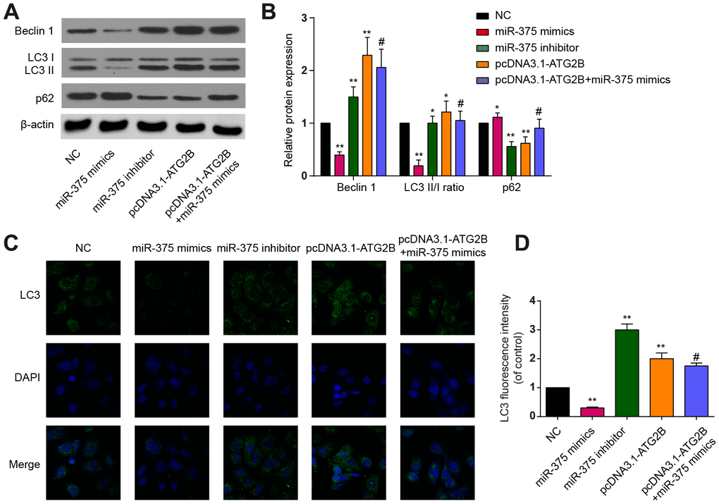 The effects of miR-375 and ATG2B on autophagy. (A) Western blot of Beclin 1, LC3 I/II and p62 after infected with miR-375 mimics, miR-375 inhibitor, pcDNA3.1-ATG2B and pcDNA3.1-ATG2B plus miR-375 mimics in OA chondrocytes; (B) Qualitative analysis of Beclin 1, LC3 I/II and p62, and the values were normalized to β-actin; (C, D) OA chondrocytes were double stained with LC3 (green) and DAPI (blue) and visualized by confocal microscopy after different treatment. * PPP
