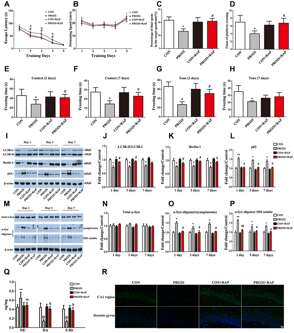 The effects of an autophagy agonist on changes in behavior, autophagy-related protein levels and α-synuclein levels induced by propofol anesthesia and surgery in aged rats. (A) Rapamycin (RAP) reversed the increased escape latency induced by propofol anesthesia (2 h) and surgery. (B) Propofol anesthesia (2 h) and surgery with or without rapamycin did not alter the swimming speed. (C, D) Rapamycin reversed the reduced target quadrant dwelling time and number of platform crossings induced by propofol anesthesia (2 h) and surgery. (E, F) Rapamycin ameliorated the reduced freezing time in the context test induced by propofol anesthesia (2 h) and surgery, both 2 and 7 days after surgery. (G, H) Rapamycin ameliorated the reduced freezing time in the tone test induced by propofol anesthesia (2 h) and surgery on day 2 but not day 7 after surgery. (I) Representative immunoblots illustrating the effects of rapamycin on the changes in hippocampal autophagy-related protein levels induced by propofol anesthesia (2 h) and surgery. (J) Rapamycin reversed the decrease in LC3B expression in the hippocampus induced by propofol anesthesia (2 h) and surgery. (K) Rapamycin reversed the decrease in Beclin-1 expression in the hippocampus induced by propofol anesthesia (2 h) and surgery. (L) Rapamycin reversed the increase in p62 expression in the hippocampus induced by propofol anesthesia (2 h) and surgery. (M) Representative immunoblots illustrating the effects of rapamycin on the changes in α-synuclein (α-Syn) levels in the hippocampus induced by propofol anesthesia (2 h) and surgery. (N) Rapamycin did not alter total α-synuclein expression. (O, P) Rapamycin reversed the α-synuclein oligomerization in synaptosomes and SDS-solubilized fractions in the hippocampus induced by propofol anesthesia (2 h) and surgery. (Q) Rapamycin reversed the changes in neurotransmitter levels in the hippocampus induced by propofol anesthesia (2 h) and surgery. (R) Representative confocal staining of LC3B expression in the CA1 and DG regions of the hippocampus in the four groups of rats 7 days after propofol anesthesia. Values are expressed as the mean ± SEM (n = 10 per group for behavioral tests, n = 8 per group for neurotransmitter detection, n = 6 per group for Western blot analysis, n = 4 per group for confocal analysis of LC3B staining). *p p @p p p &p R).