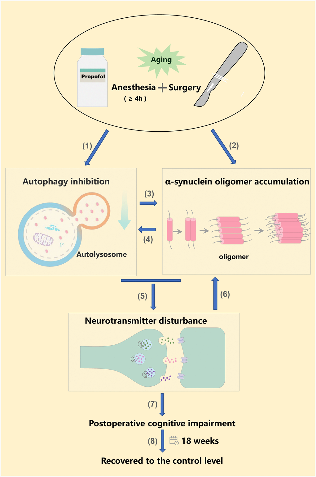 Anesthesia and surgery inhibited autophagy, increased α-synuclein oligomer levels, ultimately altering neurotransmitter levels and promoting POCD. (1) (2) Long-term propofol anesthesia (≥ 4 h) or surgery can inhibit autophagy and promote α-synuclein oligomer accumulation in the hippocampus; (3) Hippocampal autophagy inhibition further promotes α-synuclein oligomer accumulation; (4) Hippocampal α-synuclein oligomer accumulation further aggravates the inhibition of autophagy [57, 58]. (5) Hippocampal autophagy inhibition and α-synuclein oligomer accumulation alter neurotransmitter levels, ultimately promoting POCD (7); (6) Neurotransmitter imbalances may further exacerbate α-synuclein oligomer aggregation [46]. (8) Neurobehavior, autophagy-related protein levels and α-synuclein oligomer levels returned to the control levels 18 weeks post-surgery or post-anesthesia. ① Norepinephrine; ② Dopamine; ③ 5-hydroxytryptamine.