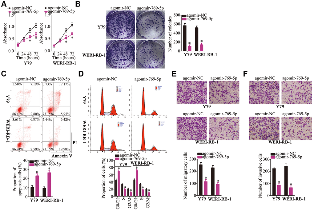 Forced expression of miR-769-5p attenuates the growth and metastasis of Y79 and WERI-RB-1 cells in vitro. (A, B) Y79 and WERI-RB-1 cells were transfected with either agomir-769-5p or agomir-NC. After transfection, CCK-8 and colony formation assays were performed to assess the effects of miR-769-5p overexpression on the proliferative and colony-forming abilities of RB cells. *P C, D) Apoptosis and cell cycle was assessed via flow-cytometric analysis in miR-769-5p–overexpressing Y79 and WERI-RB-1 cells. *P E, F) Y79 and WERI-RB-1 cells were treated as mentioned above, and Transwell migration and invasion assays were performed to assess cell migration and invasion. *P 