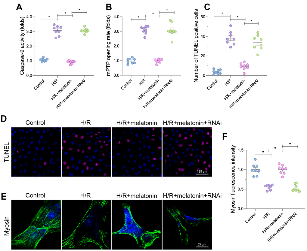 Melatonin-induced mitochondrial biogenesis promotes cardiomyocyte survival. Cardiomyocytes were subjected to H/R injury, with or without previous melatonin treatment to protect the cardiomyocytes. The cardiomyocytes were transfected with siRNA to knock down PGC1α. (A) An ELISA was used to assess caspase-9 activity. (B) The mPTP opening rate was determined in cardiomyocytes. (C, D) TUNEL staining for apoptotic cells in cardiomyocytes. (E, F) An immunofluorescence assay was used to measure the expression of myosin. *p