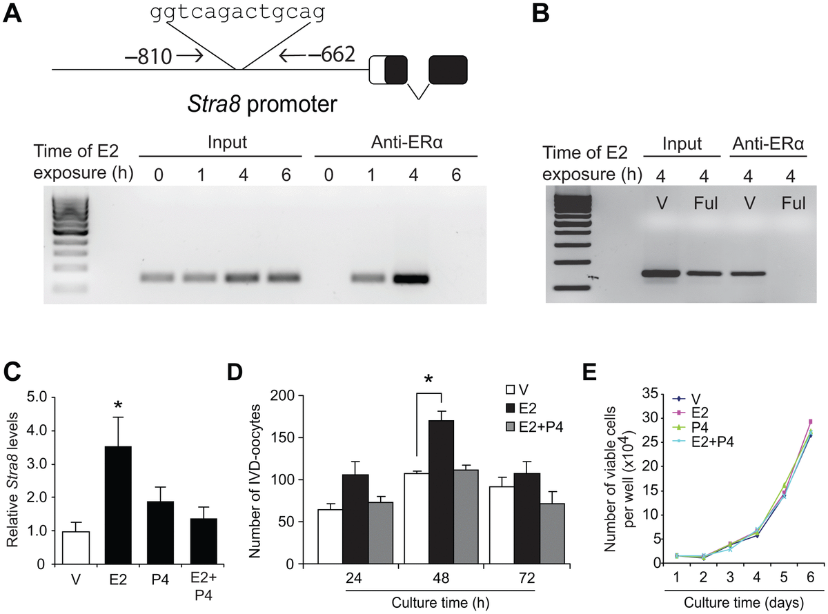 Estrogen regulation of germline stem cell differentiation as a