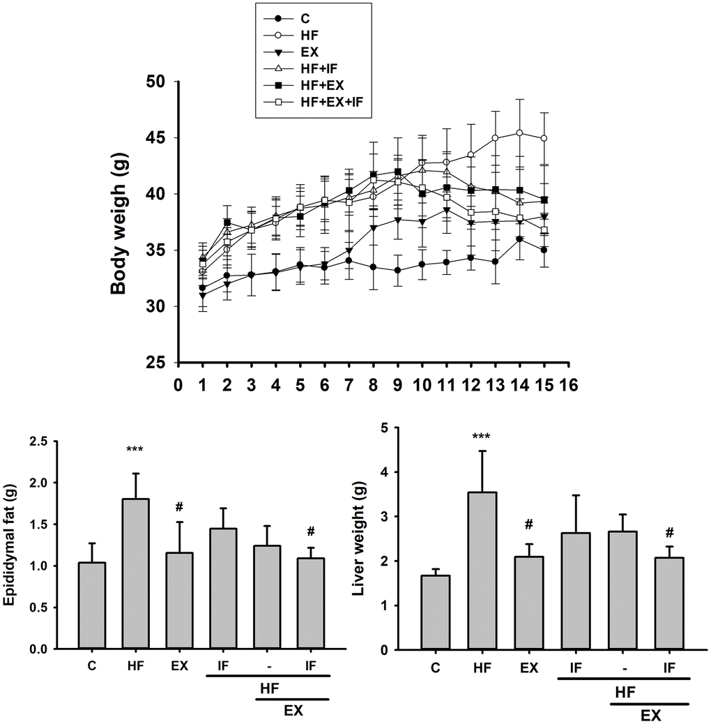 IF treatment with exercise training show better anti-obesity effects. Measurement on the Body Weight, Epididymal Fat Mass, and Liver Weight after IF administration and 15 weeks of exercise training show variation among SAMP8 mice from different group (n=6); C: Control; HF: High-fat diet; EX: Exercise; HF+IF: High-fat diet+IF; HF+EX: High-fat diet+ Exercise; HF+EX+IF: High-fat diet+ Exercise+ IF. Bars indicate the mean ± SEM obtained from experiments performed in triplicate. ***P#P