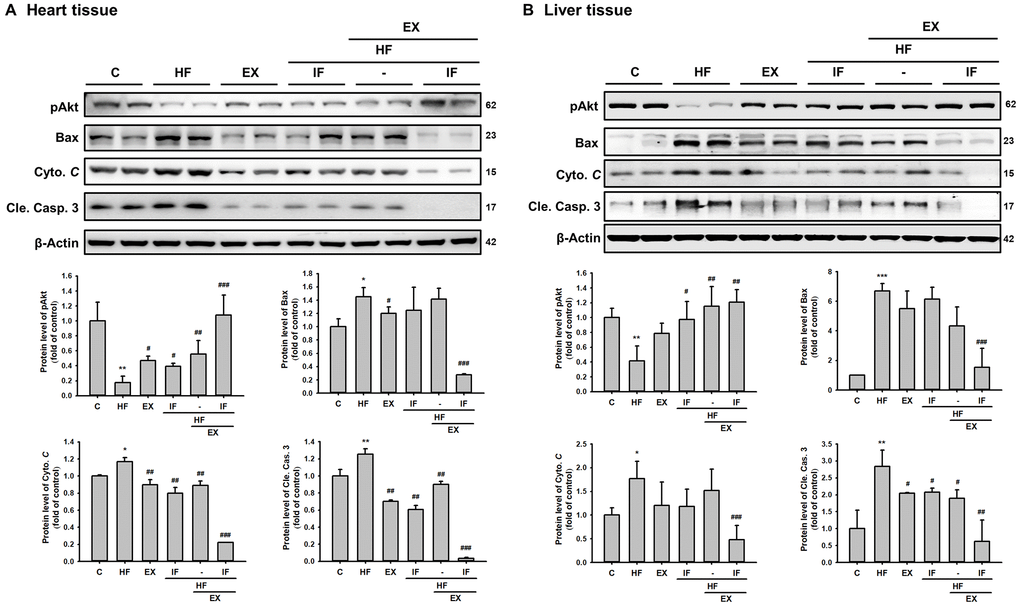 Combined administration of IF peptide and exercise show better regulation in the molecular events of cell survival and apoptosis. The levels of survival and apoptosis protein such as pAkt, Bax, Cyto C and caspase 3 in different groups (n=6) of aging SAMP 8 mice (A) heart and (B) liver. All protein samples from each rat group were analyzed by Western blotting. The protein expression folds were normalized with β-actin. C: Control; HF: High-fat diet; EX: Exercise; HF+IF: High-fat diet+IF; HF+EX: High-fat diet+ Exercise; HF+EX+IF: High-fat diet+ Exercise+ IF. Bars indicate the mean ± SEM obtained from experiments performed in triplicate. *P**P***P#P##P###P
